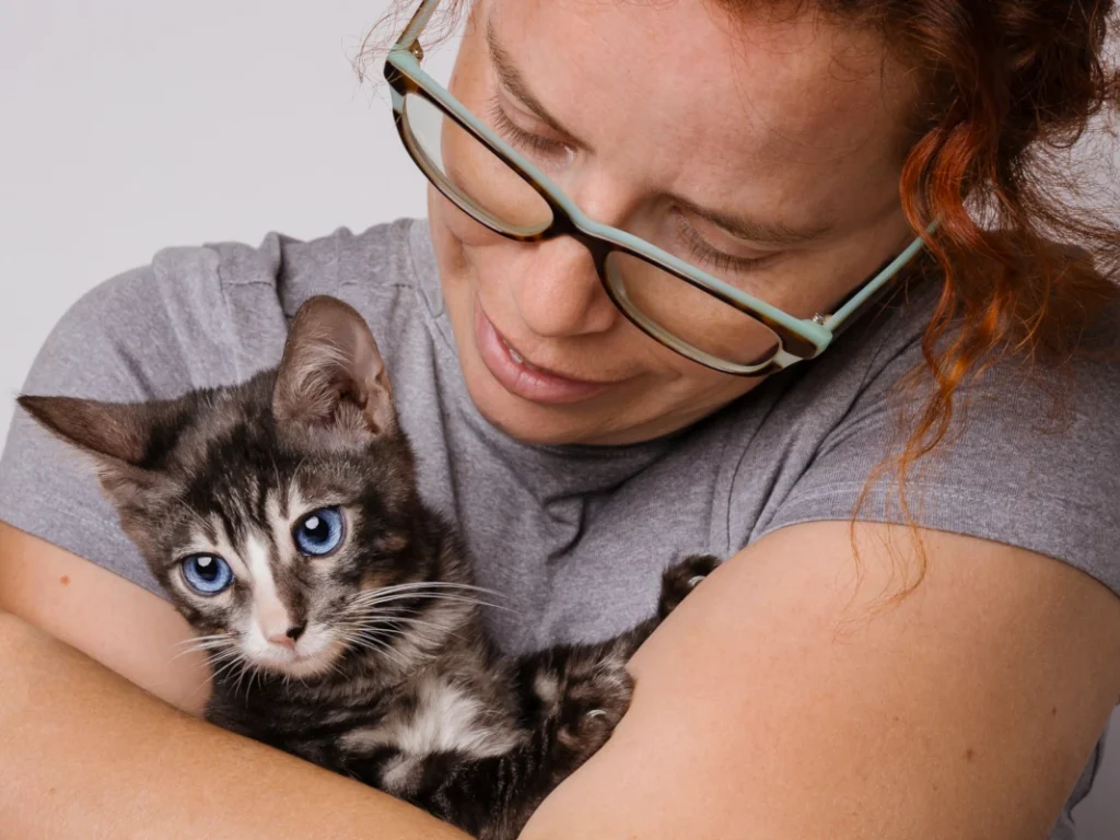 A dominant blue eyed bengal kitten