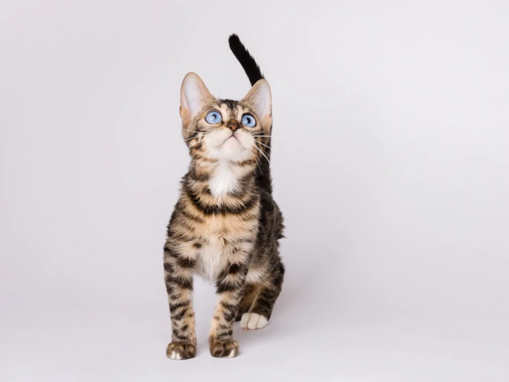 A wonderful double charcoal blue eyed bengal