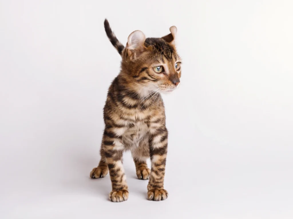 A wonderful tigrett boy 2