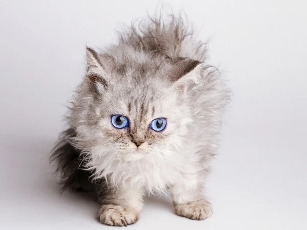 Adeline a cute blue eyed silver selkirk rex