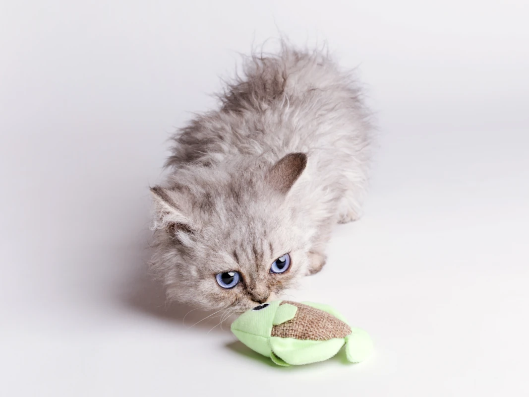 Adeline the blue eyed silver selkirk rex babygirl