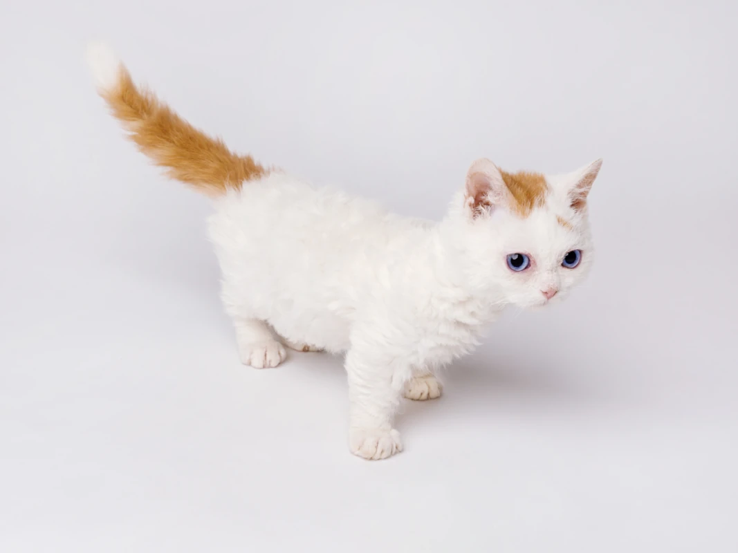 Alain a wonderful blue eyed lambkin boy 2