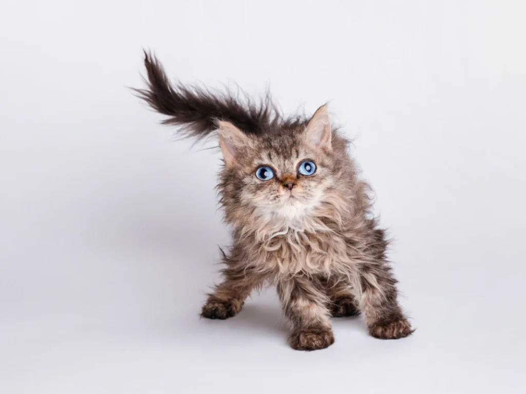Amelia a beautiful blue eyed selkirk rex girl 2