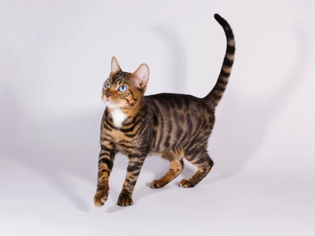 Bluego the stunning blue eyed toyger 3