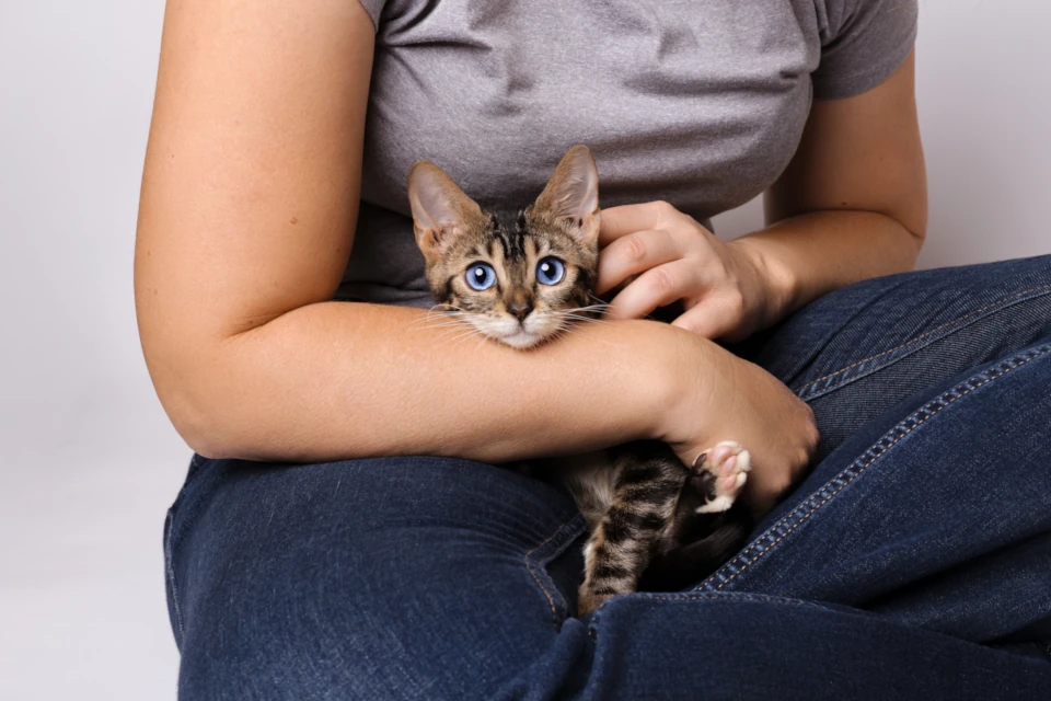 Celine the dominant blue eyed bengal and me