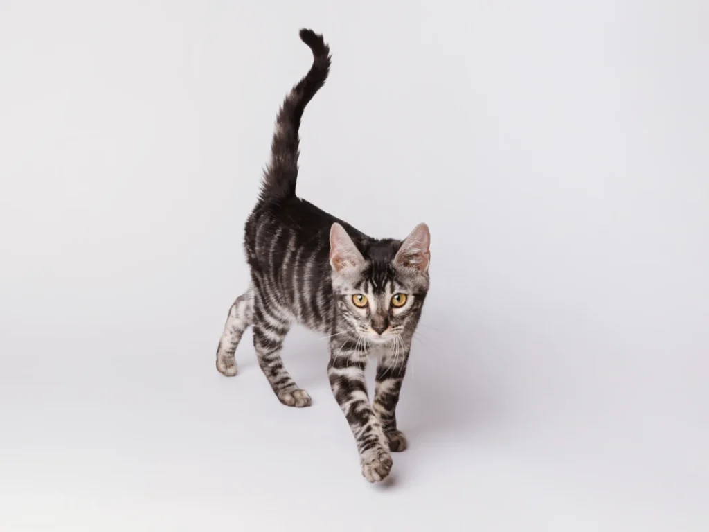 Chris a silver charcoal bengal cat