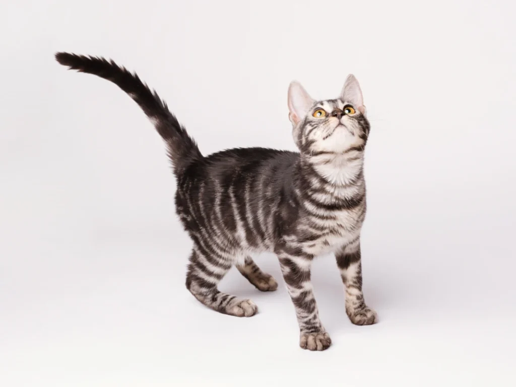 Chris the stunning silver charcaol bengal boy