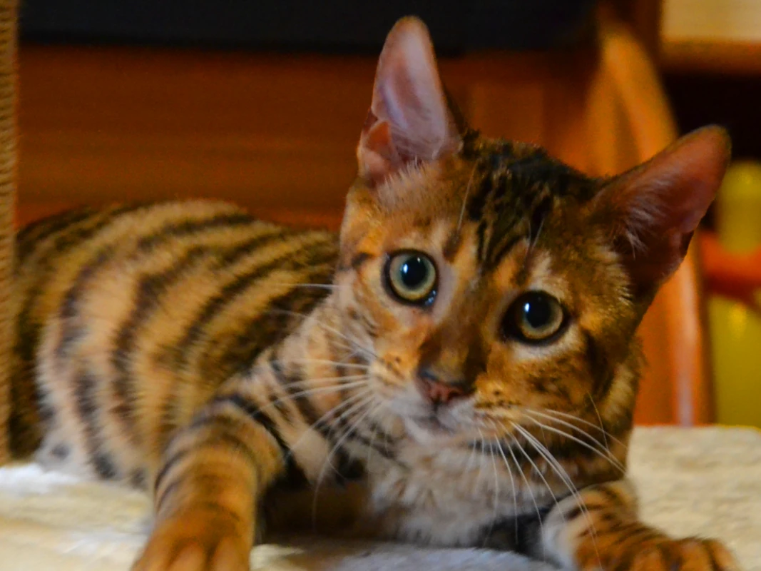 Migo a wonderful toyger stud