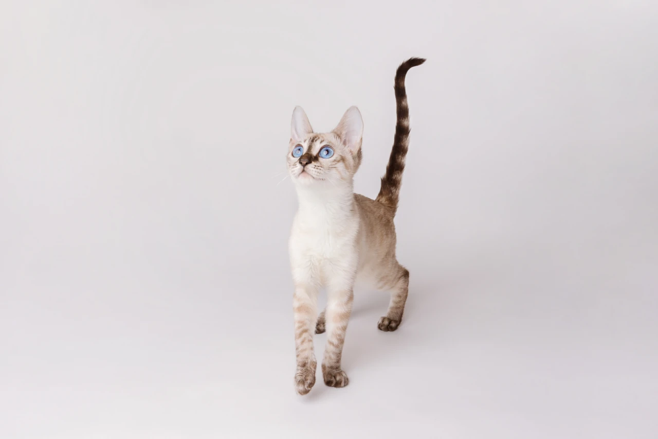 Blue-eyed bengal cat feeding guide