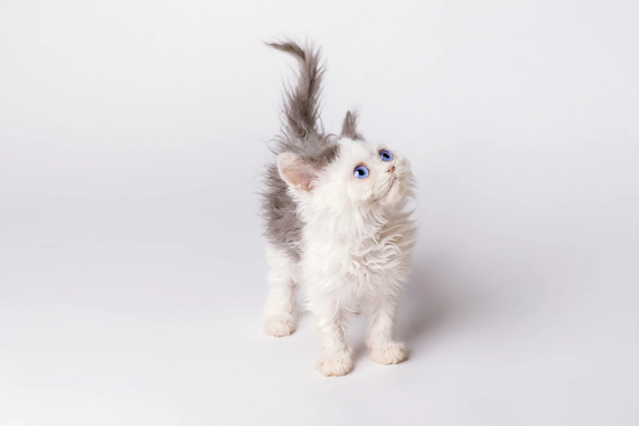 Blue-eyed selkirk rex cat care