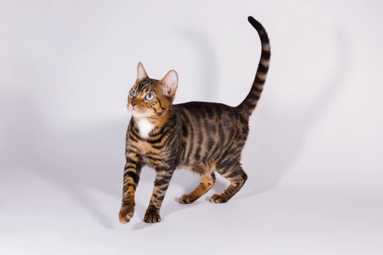 Blue-eyed toyger cat care