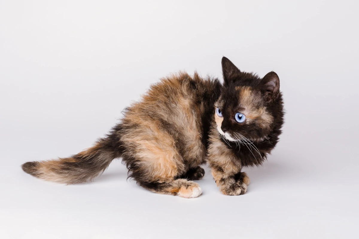 Is the lambkin cat hypoallergenic?
