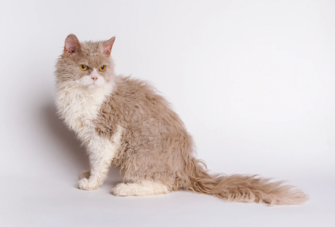 Is the selkirk rex cat hypoallergenic?
