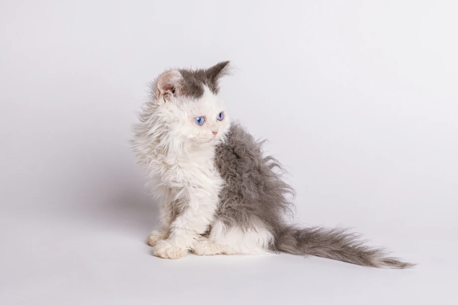 Selkirk Rex cats's personality
