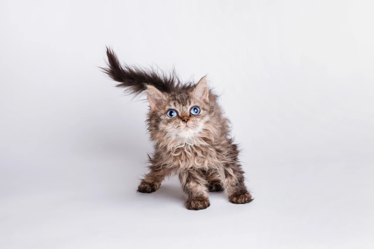 The story of the selkirk rex cat