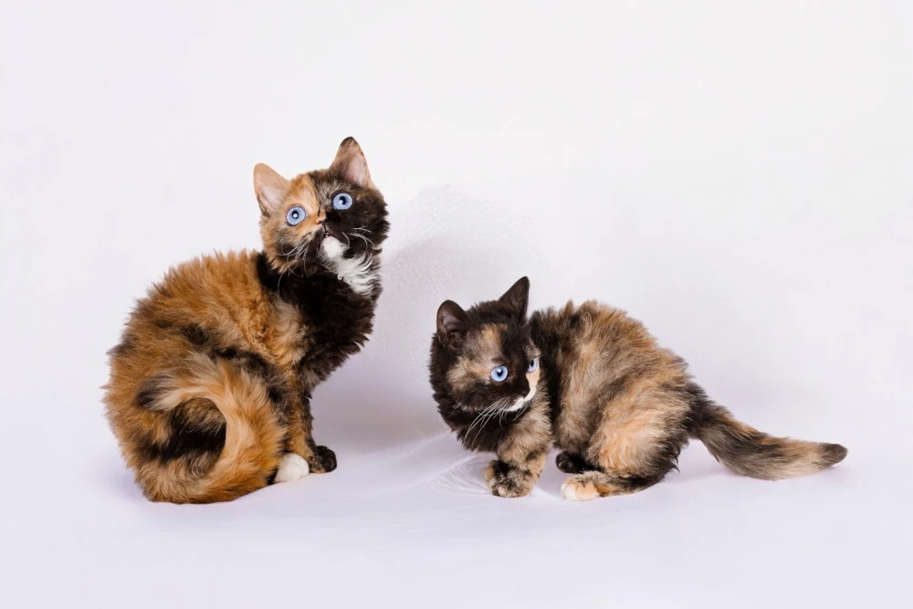 What is the difference between a standard and non-standard Lambkin cat?