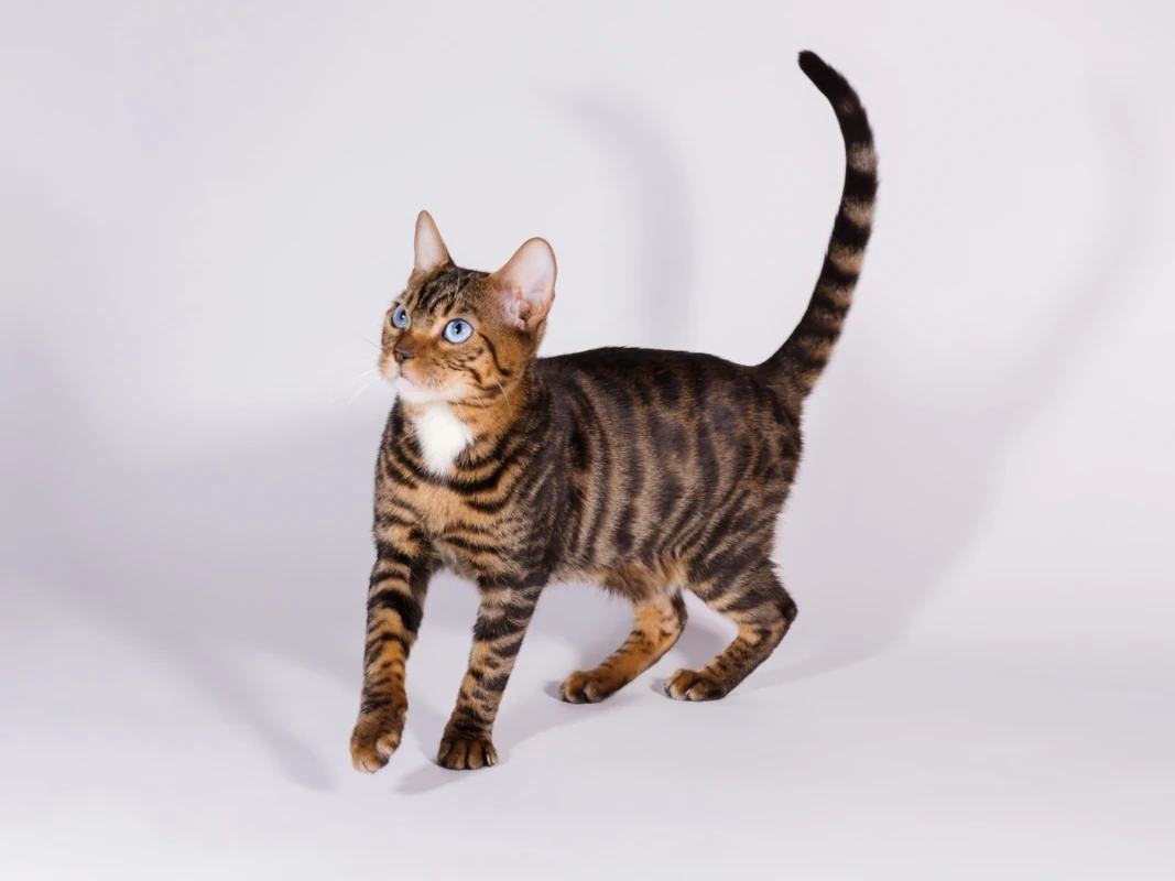 7 interesting facts about dominant blue eyes in cats