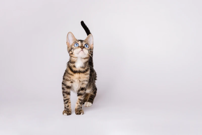 8 more interesting facts about Bengal cats that you might not know