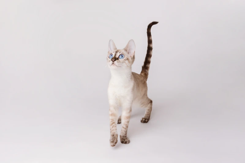 Is the Bengal cat hypoallergenic?