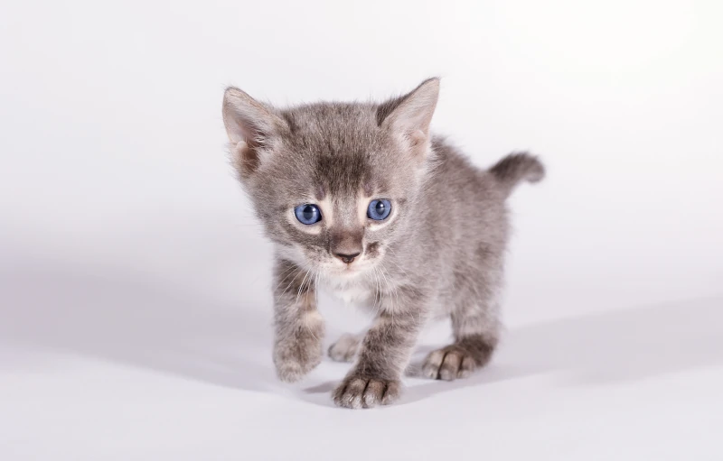 The story of the Bengal cat