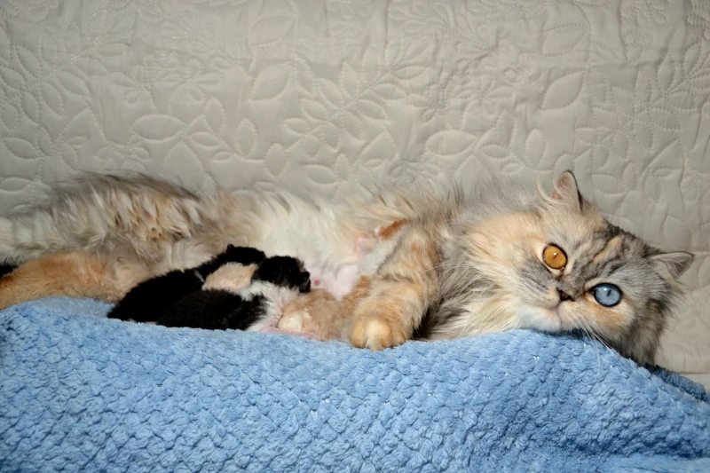 What to expect when a Selkirk Rex litter is born?