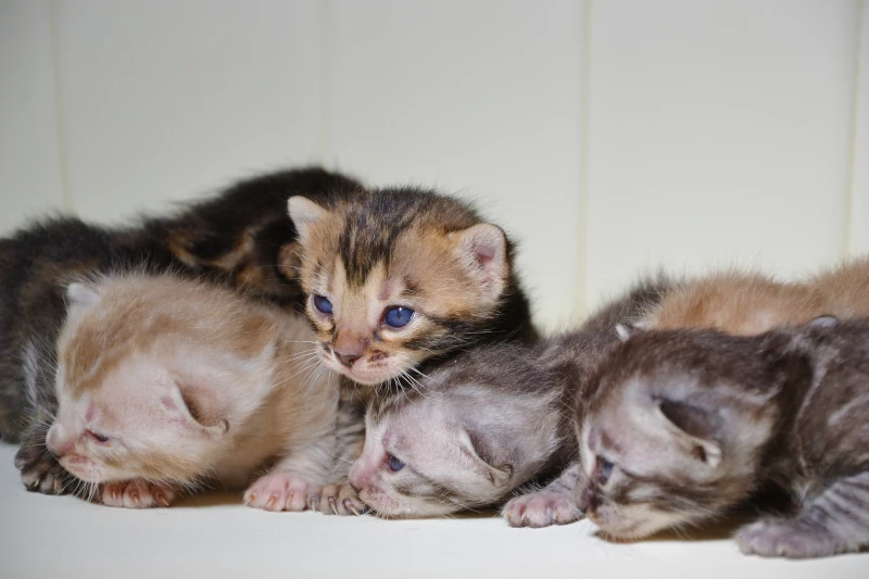 A truly unique bengal litter at New Wave Kitty Cattery