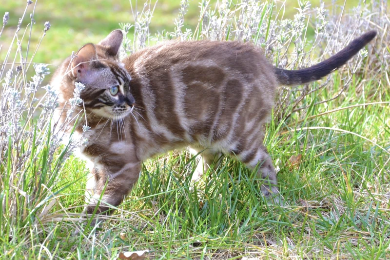 Charcoal mink clouded Bengal male