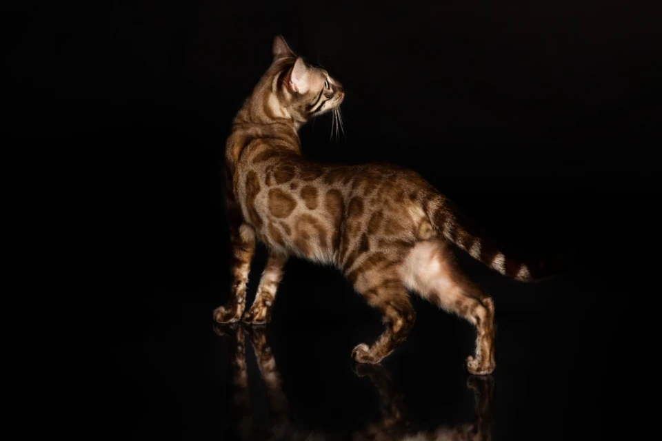 Charcoal mink rosetted Bengal male