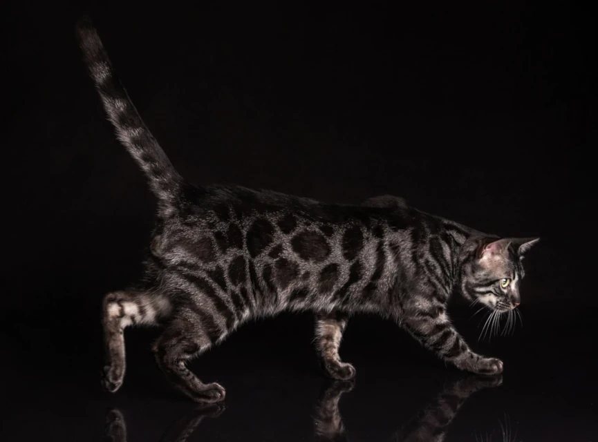 Silver charcoal rosetted Bengal male