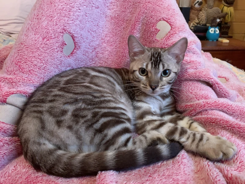 Silver mink clouded Bengal male