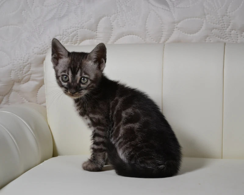Baffin a silver charcoal bengal cat