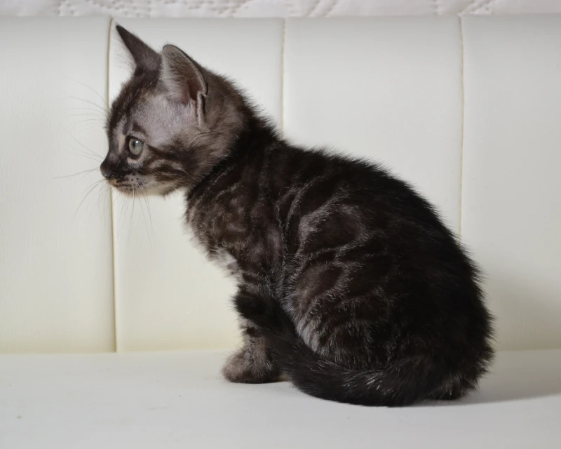 Baffin the bengal kitten