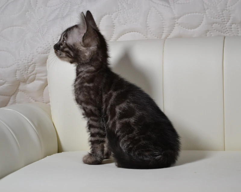 Baffin the perfect silver charcoal bengal kitten