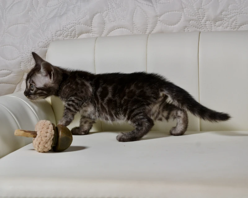 Baffin the silver bengal girl