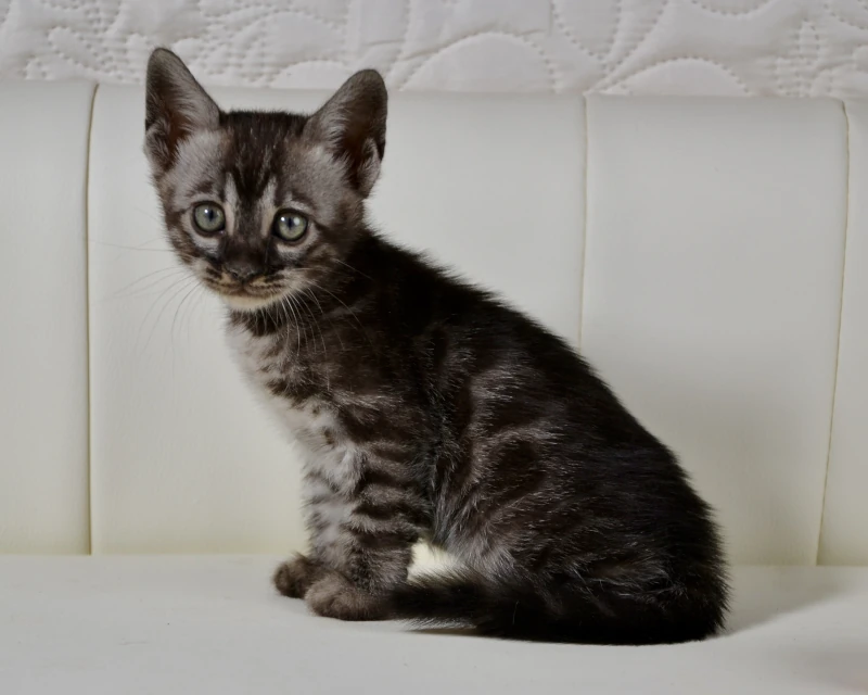 Baffin the silver charcoal bengal kitten