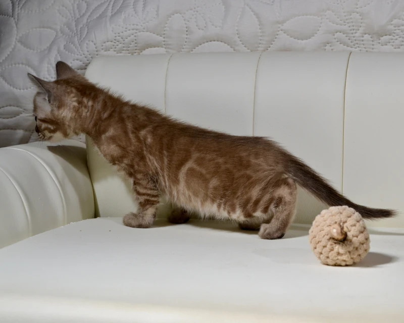 Bahama a charcoal mink clouded bengal cat