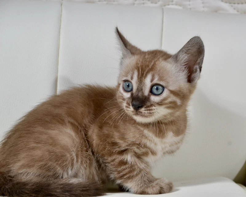 Bahama a charcoal mink clouded bengal kitten