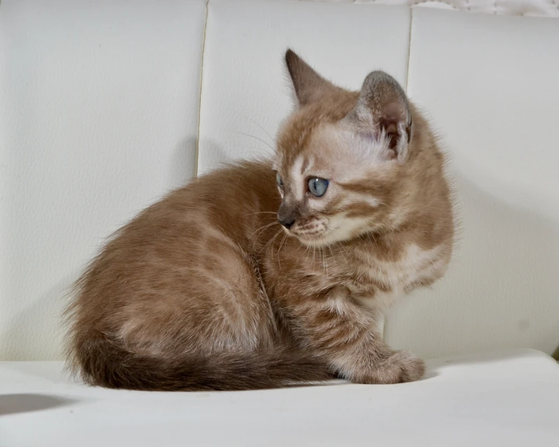 Bahama the charcoal mink clouded bengal cat