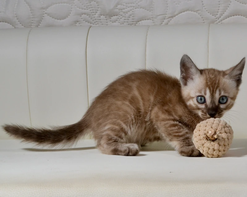 Bahama the charcoal mink clouded bengal girl