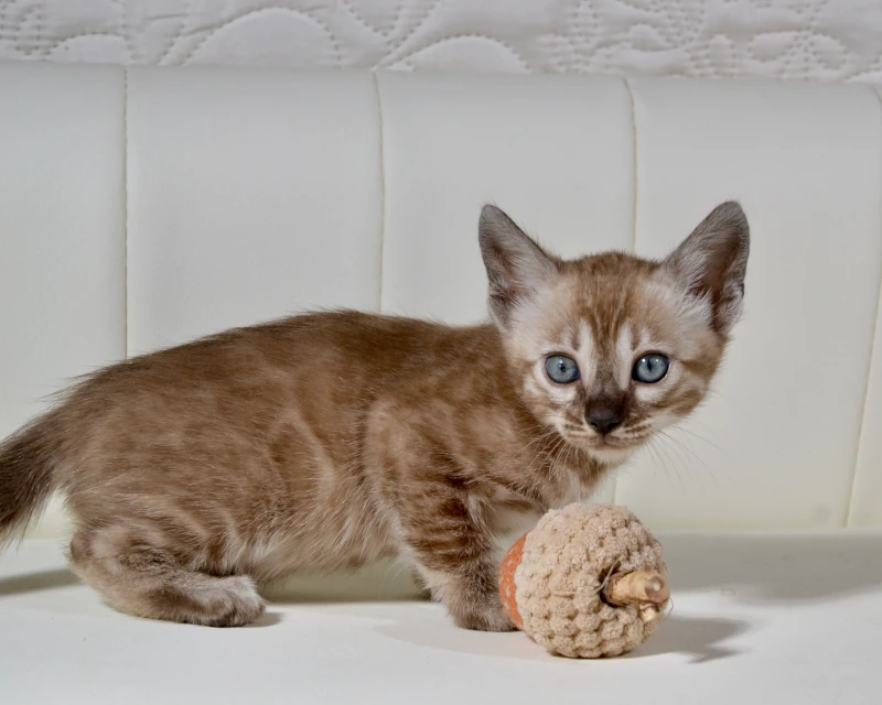 Bahama the charcoal mink clouded bengal kitten
