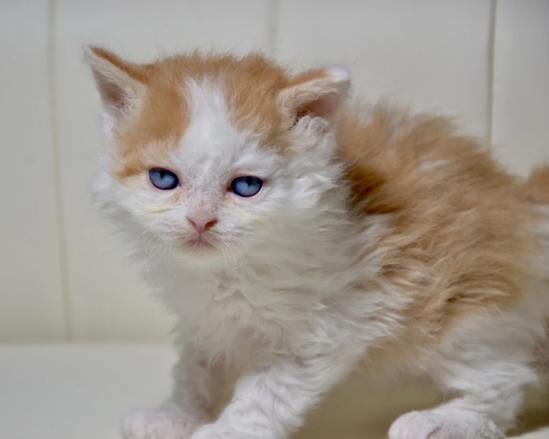 Baklava a dominant blue eyed red white selkirk rex cat