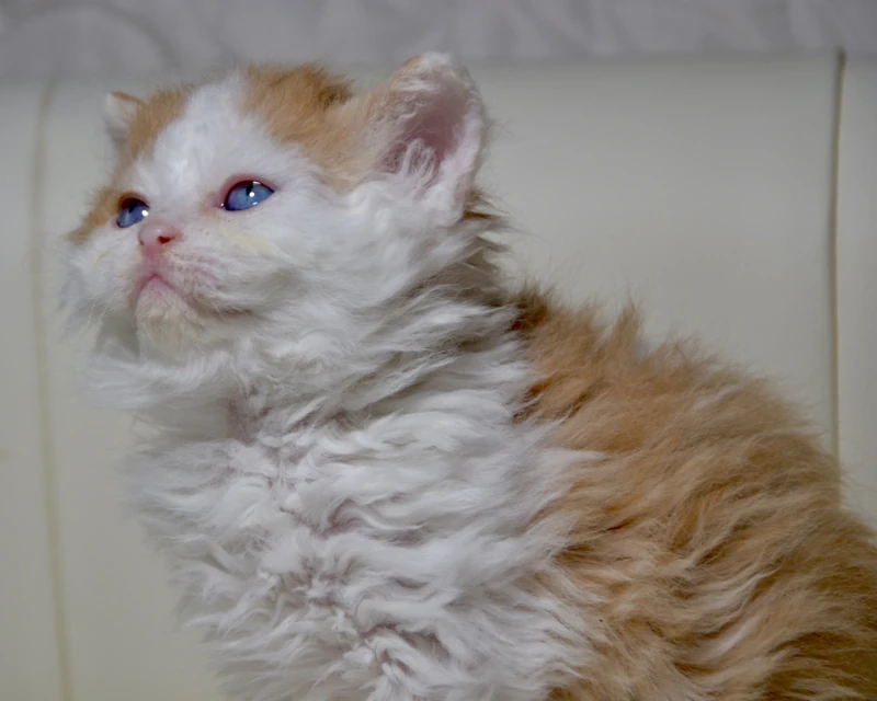 Baklava a dominant blue eyed red white selkirk rex kitten