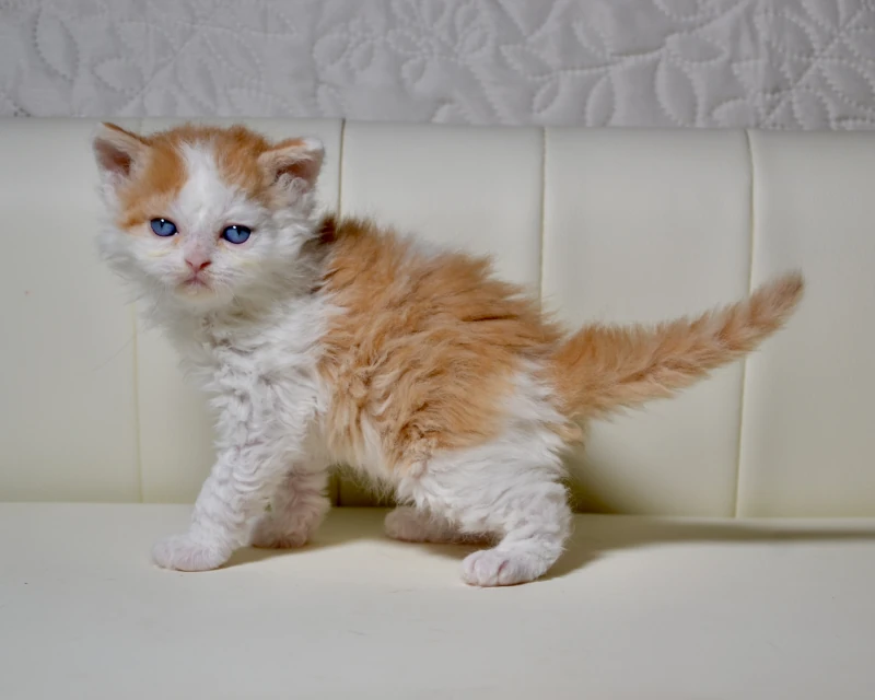 Baklava the dominant blue eyed red white selkirk rex boy