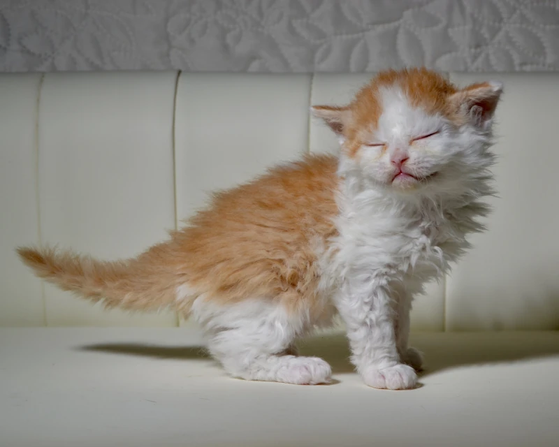 Baklava the dominant blue eyed red white selkirk rex cat