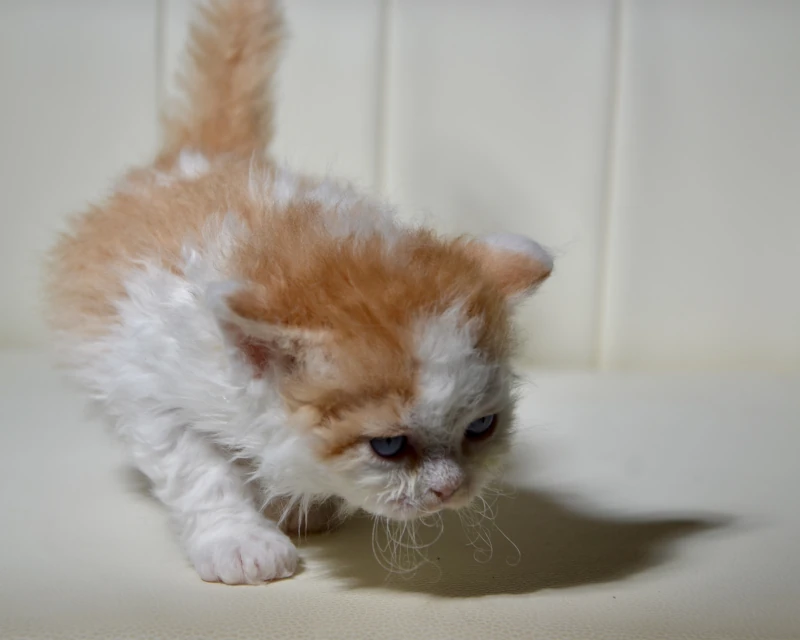 Baklava the dominant blue eyed red white selkirk rex kitten