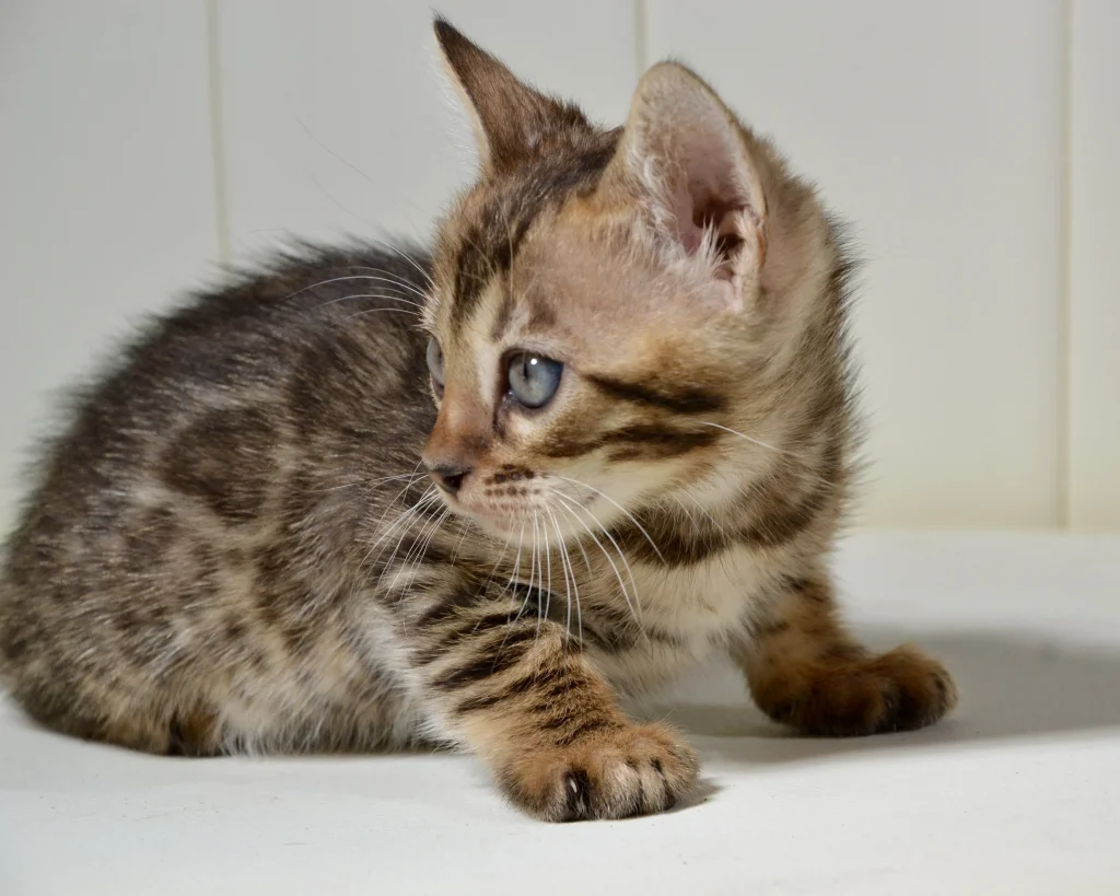 Barbados a brown clouded bengal girl