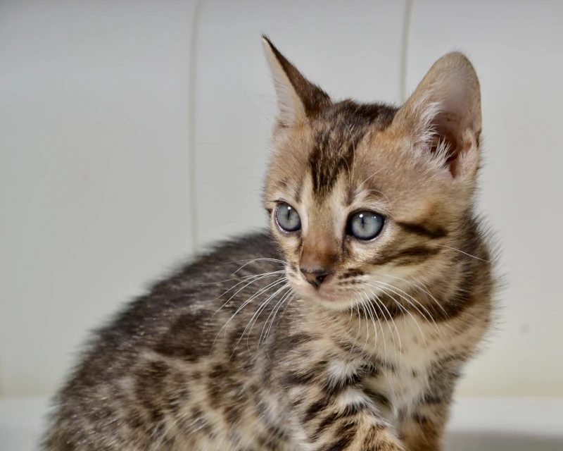 Barbados a wonderful brown bengal cat