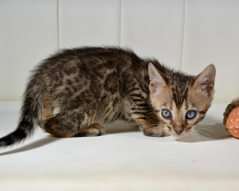 Barbados the beautiful brown bengal kitten