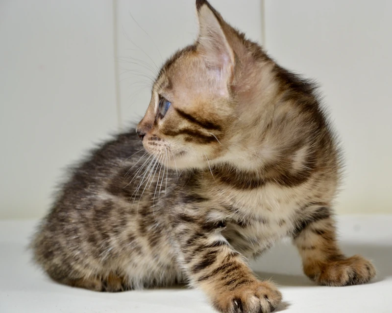 Barbados the brown bengal girl