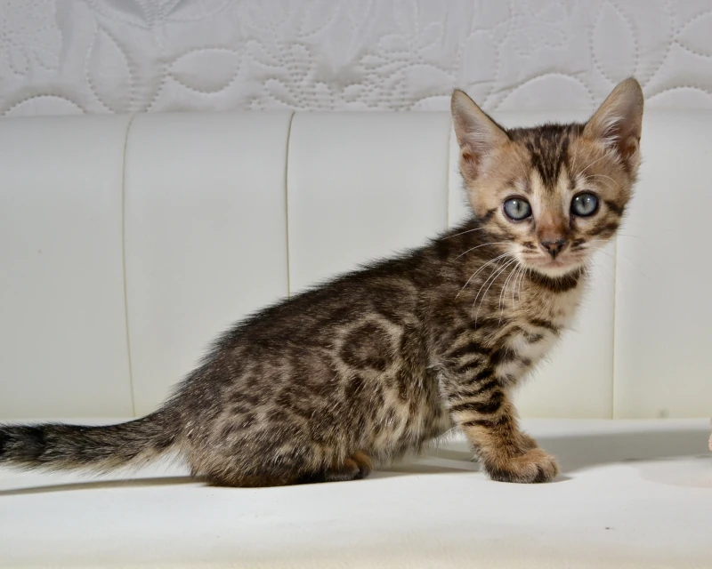 Barbados the brown clouded bengal cat